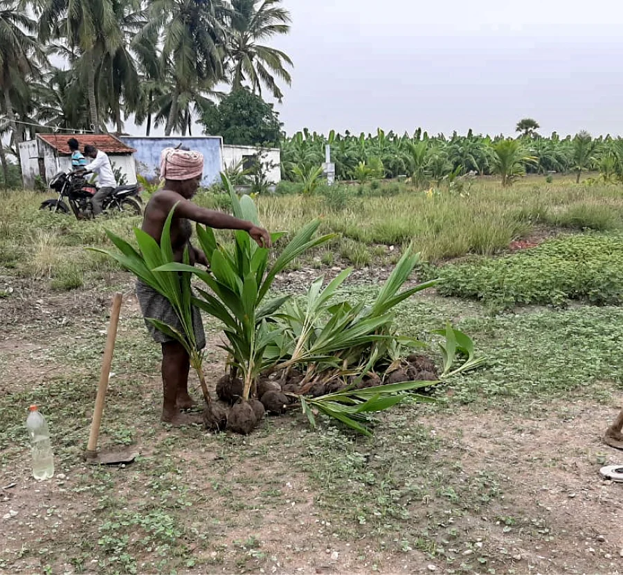 piantumazione_radici_globali_2